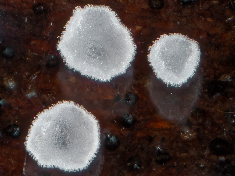 Hamatocanthoscypha ocellata
